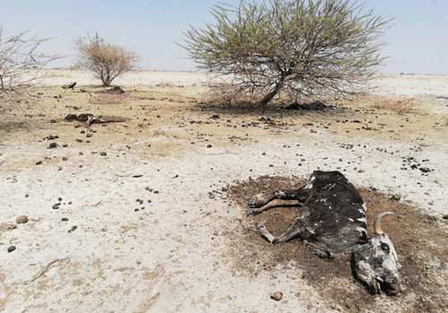 livestock support 1 De-stock or lose, farmers told