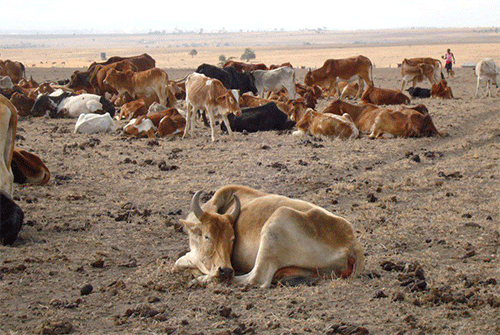 livestock theft Evakepo loimuna la li tali endelele mexuliloshivike