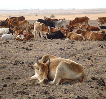 livestock theft Livestock worth N$6m stolen in Omaheke