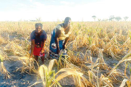 locust Locusts destroy Zambezi crop fields