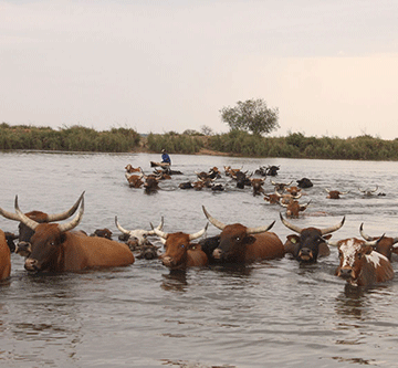lungsickness 2 Lungsickness outbreak in Kavango West …ministry imposes animal movement restrictions