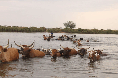 lungsickness 2 Lungsickness outbreak in Kavango West …ministry imposes animal movement restrictions