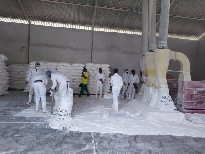 Bumper harvest allows white maize import reduction