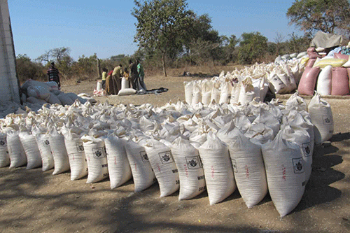 maize Maize smuggling in Zambezi declines