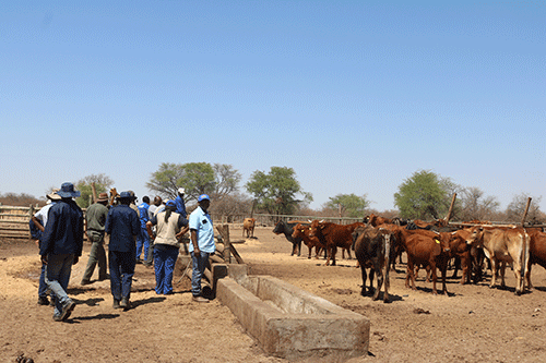 mangetti Cattle ranch improvements visible