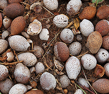 manketti pic NNF donates manketti harvesting starter kits