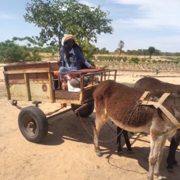 maria 2 Conquering agricultural challenges on a donkey cart