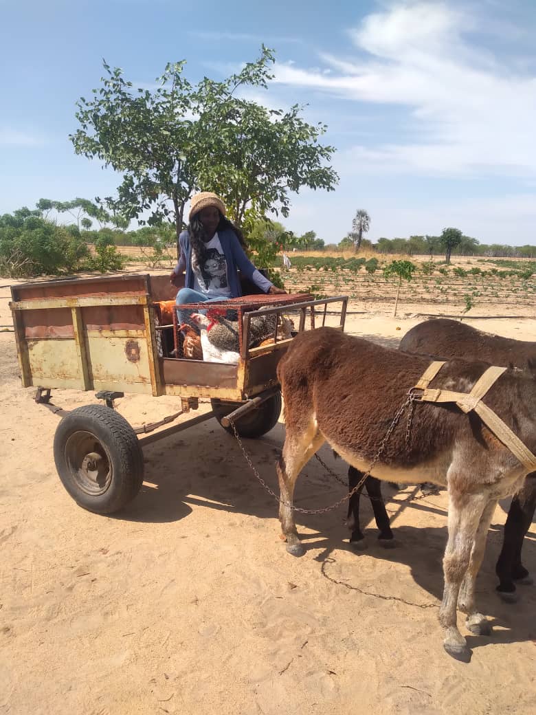 maria 2 Conquering agricultural challenges on a donkey cart