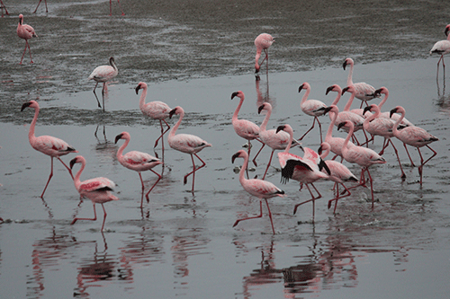 maritime Walvis Bay to host first maritime festival
