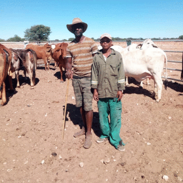 mberira 2 Small steps into commercial farming