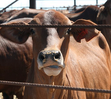 middle east UAE, Qatar tables beckon Nam beef