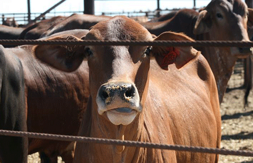 middle east UAE, Qatar tables beckon Nam beef