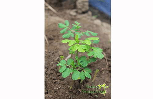 moringa 1 Opinion – Unlocking the power of Moringa: Why you should make it your daily health kick