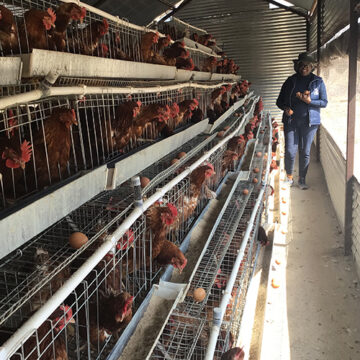 Getting the most from livestock breeding 