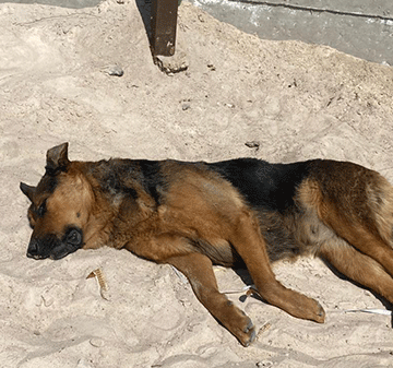 musikirity Musikirity (Mukungi) kadogorokere konyima apa kazimuhumine mbwa