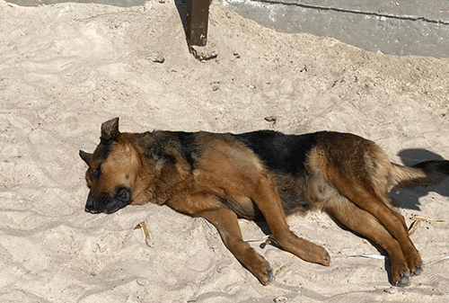 musikirity Musikirity (Mukungi) kadogorokere konyima apa kazimuhumine mbwa