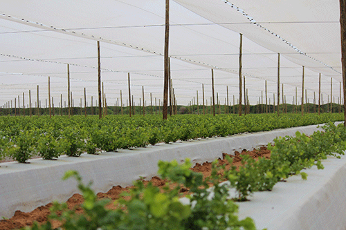 mwazi Namibia needs to produce own seeds