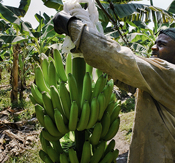 nab deal 1 NAB, AvaGro to develop banana industry …as import bill hits N$57 million