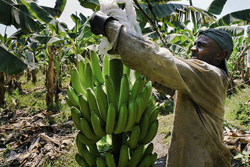 nab deal 1 NAB, AvaGro to develop banana industry …as import bill hits N$57 million
