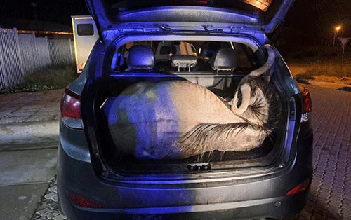 nabbed MET official nabbed for alleged poaching