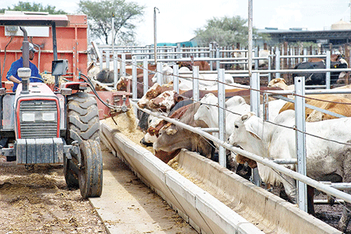 nam exports Cattle exports remain on upward trajectory… abattoirs to absorb more in 2024
