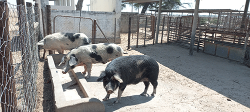 nekongo Nekongo irked by state of Mashare