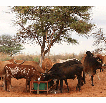 new market Namibia’s northern meat penetrates Middle East market