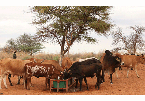 new market Namibia’s northern meat penetrates Middle East market