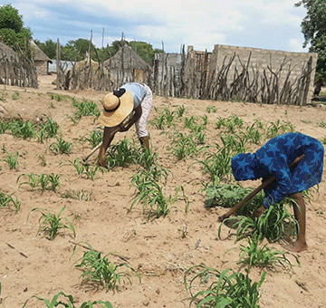 northern farmers Northern farmers hard at work after good rains