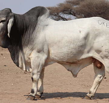 northern select 1 Crème de la crème at Northern Select auction