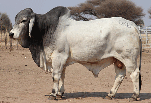 northern select 1 Crème de la crème at Northern Select auction