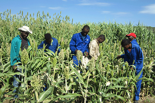nuclear techqniues Nuclear techniques helping Namibian farmers