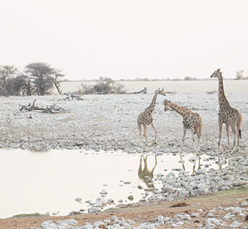 nwr NWR announces 60% discount on accommodation for March