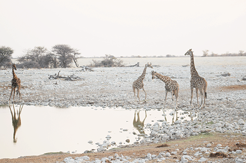 nwr NWR announces 60% discount on accommodation for March