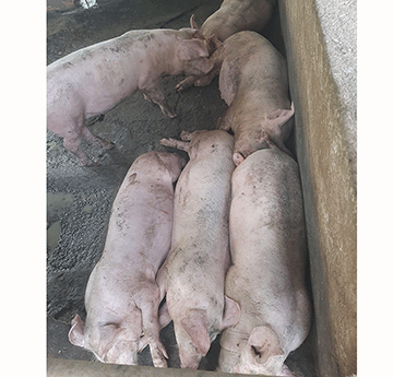 nyama Nyama zonguru zokupira kutereka kuna kureta ukanguki woudona