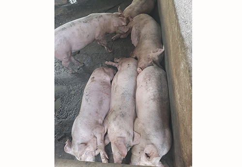 nyama Nyama zonguru zokupira kutereka kuna kureta ukanguki woudona