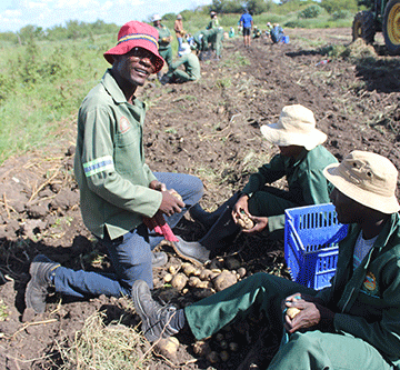 nys harvest 1 NYS achieves major potato harvest at Rietfontein