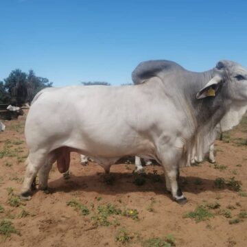 okondjatu2 Okahatjipara show to light up Okondjatu