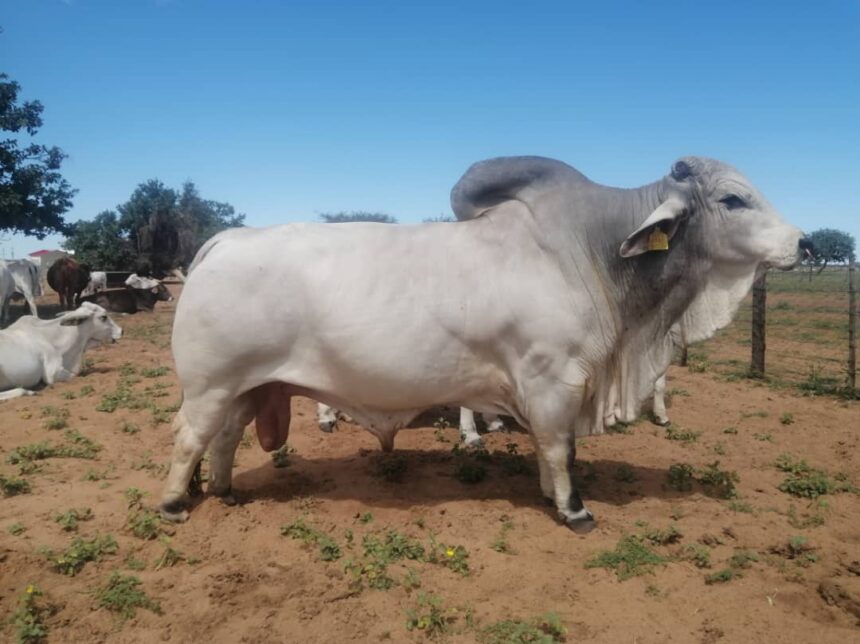 Okahatjipara show to light up Okondjatu