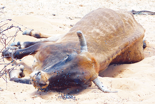 omaheke 1 Omaheke farmers lose cattle, residents face starvation due to drought