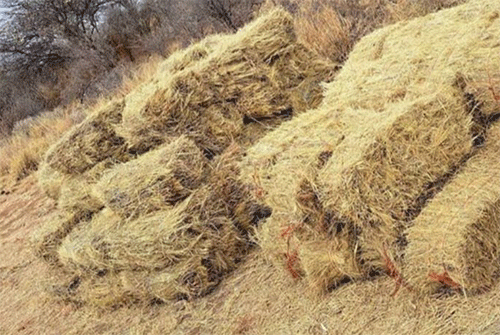 ongandjela Ovakwashiwana tava ngabekwa okulandifa omwiidi mOngandjela …Elelo la nhukila pomutenya kutya oulifilo owaaveshe