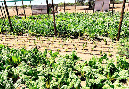 orevia greens 1 Transforming lives through gardening