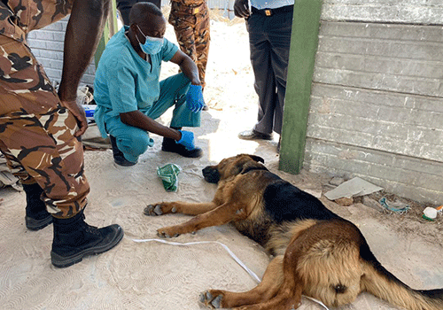 oshakati 2 Oshakati guard dies after dog attack