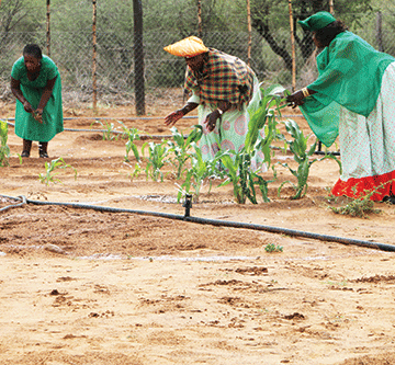 otjimanangombe1 Thriving Otjimanangombe garden feeds families