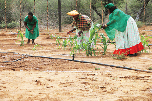 otjimanangombe1 Thriving Otjimanangombe garden feeds families