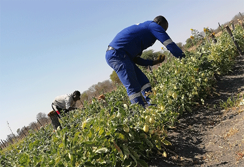 ounamapya Omhumbwe yeefikola dounamapya mOmusati