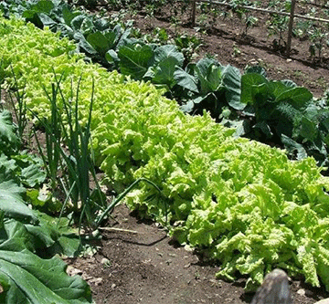 page 11 Oshikondo sheedolongo tashi tula oshikunino shounamapya mOhangwena