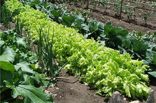 page 11 Oshikondo sheedolongo tashi tula oshikunino shounamapya mOhangwena