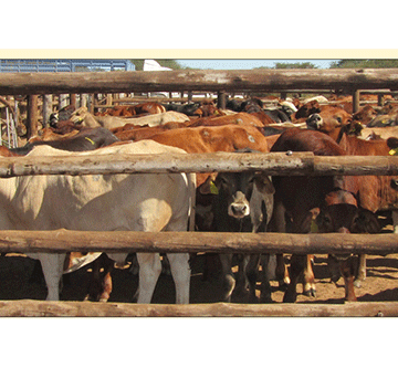 Okapapu kOmahetjo make yendayenda