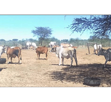 Ovaṱuta mave hangahangisiwa ourumbu,  ovanane tjiva mave tja ve ri moruuma